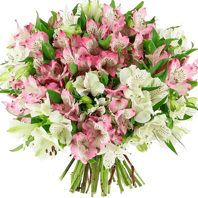 Альстромерии бело-розовый микс