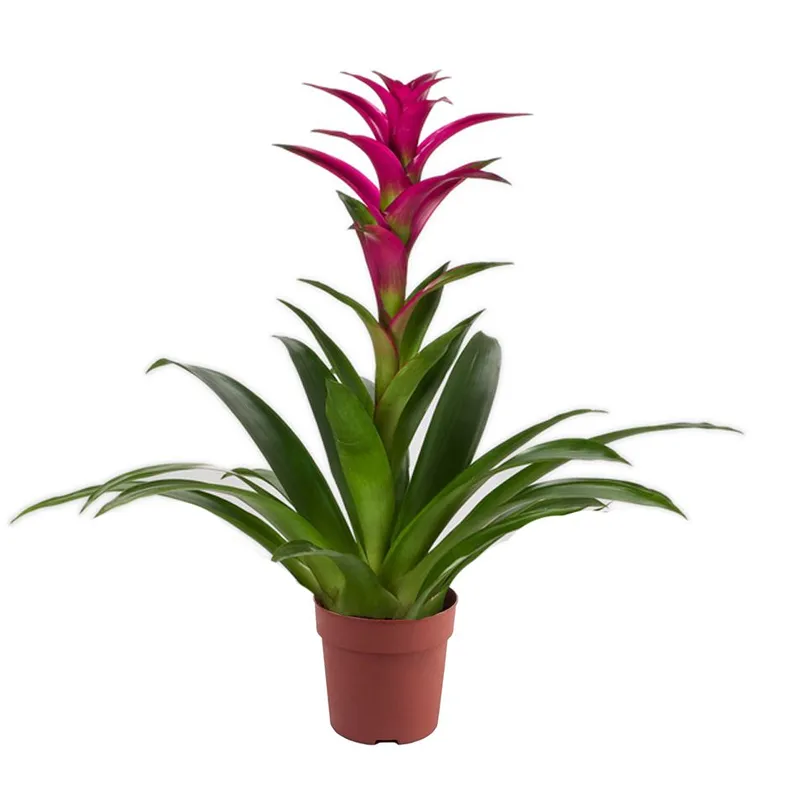 Гузмания горшечная